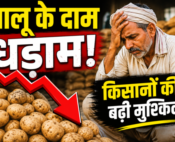 Potato Price Fall in UP MP West Bengal