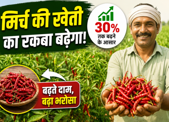 Red Chilli Cultivation