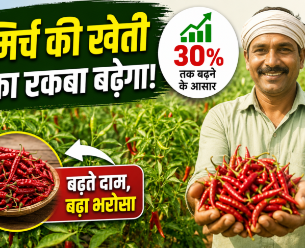Red Chilli Cultivation