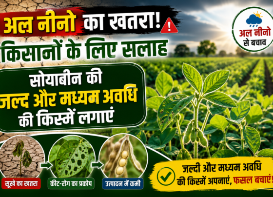 Soybean Varieties for El Nino