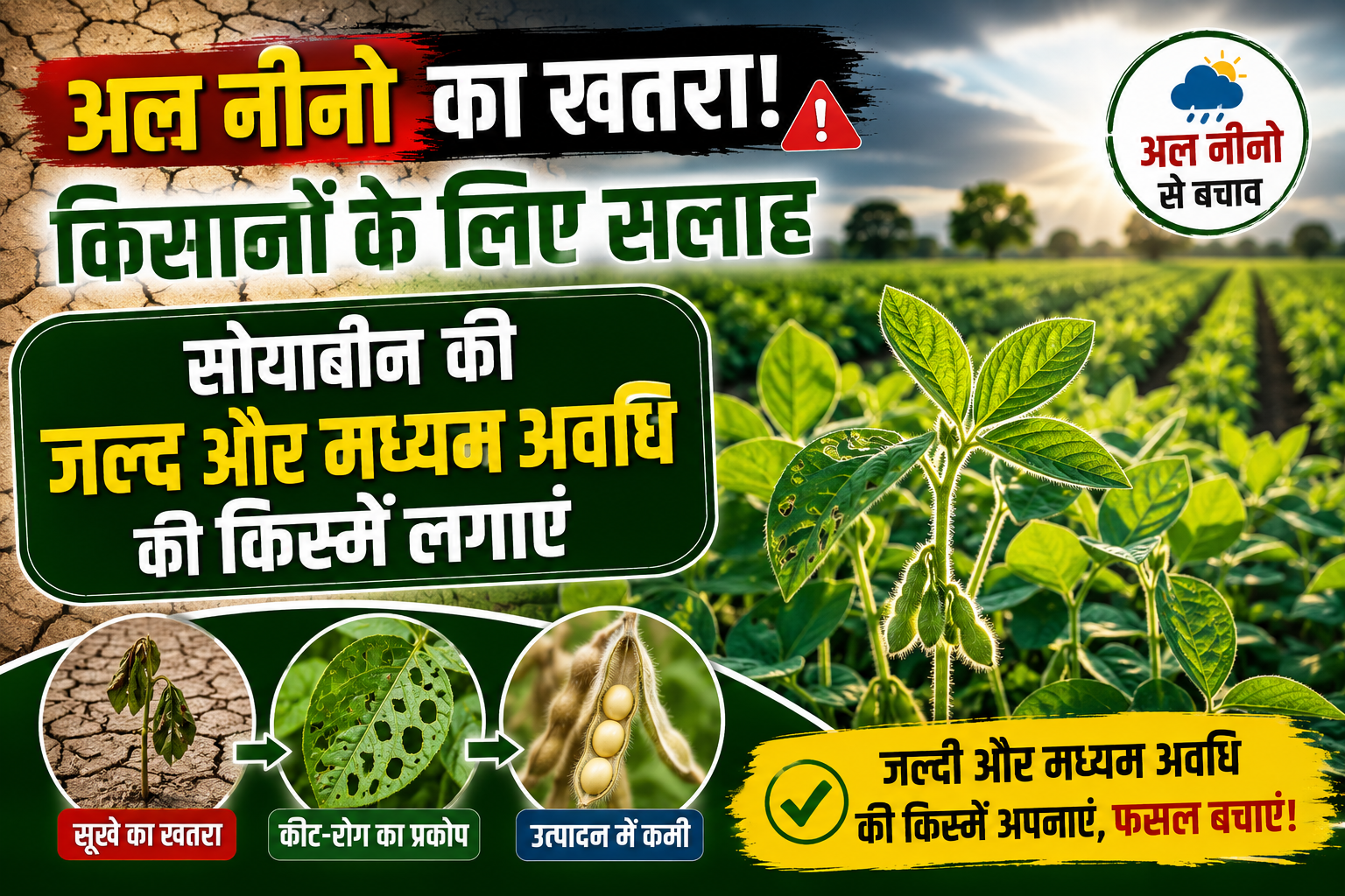 अल नीनो के खतरे के बीच किसानों को बड़ी सलाह, सोयाबीन की जल्दी और मध्यम अवधि वाली किस्में लगाएं, उत्पादन रहेगा सुरक्षित Soybean Varieties for El Nino