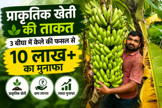 Success Story of Kalpesh Patel Natural Banana Farming in Gujarat