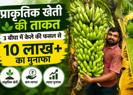 Success Story of Kalpesh Patel Natural Banana Farming in Gujarat