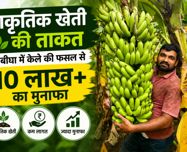 Success Story of Kalpesh Patel Natural Banana Farming in Gujarat