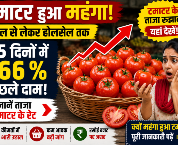 Tamatar Ka Bhav Today