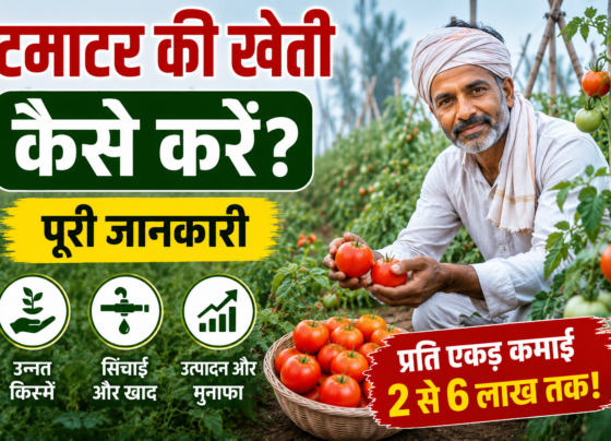 Tamatar Ki Kheti Kaise Kare