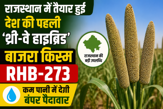 Three-Way Hybrid Bajra RHB-273 Variety in Rajasthan