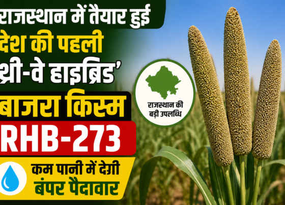 Three-Way Hybrid Bajra RHB-273 Variety in Rajasthan