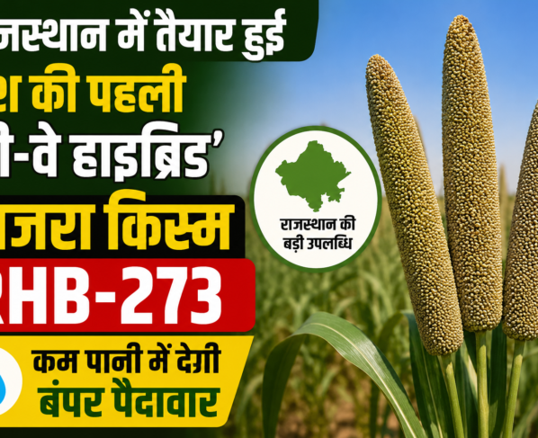 Three-Way Hybrid Bajra RHB-273 Variety in Rajasthan