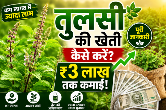 Tulsi Ki Kheti Kaise Kare