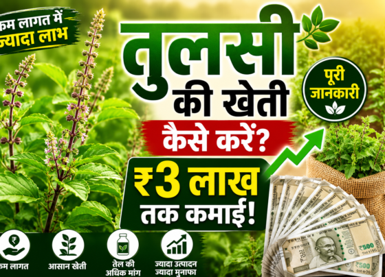 Tulsi Ki Kheti Kaise Kare