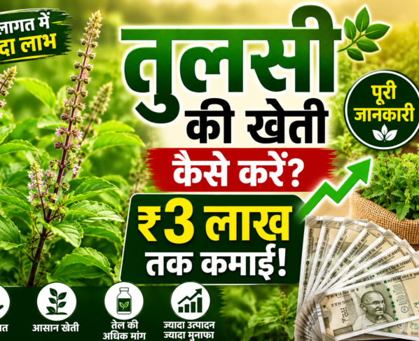 Tulsi Ki Kheti Kaise Kare