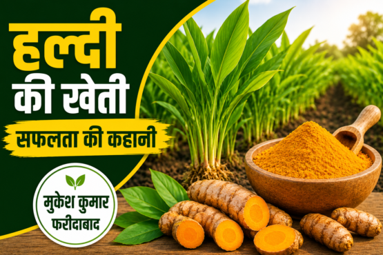 Turmeric Farming Success Story of Mukesh Kumar Faridabad