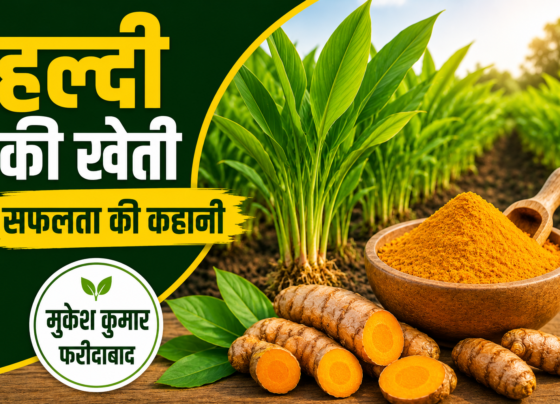 Turmeric Farming Success Story of Mukesh Kumar Faridabad