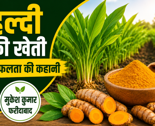 Turmeric Farming Success Story of Mukesh Kumar Faridabad