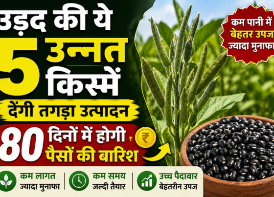 Urad Ki Top 5 Variety