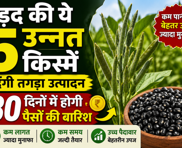 Urad Ki Top 5 Variety