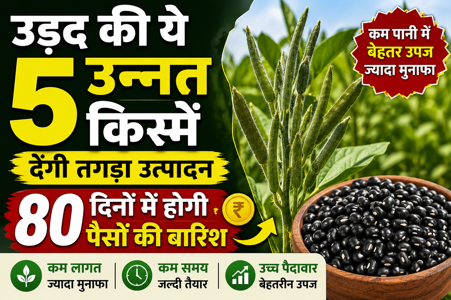 उड़द की ये 5 उन्नत किस्में देंगी तगड़ा उत्पादन, 80 दिनों में होगी पैसों की बारिश Urad Ki Top 5 Variety