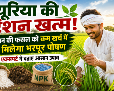 Best Urea Alternatives for Paddy Farming