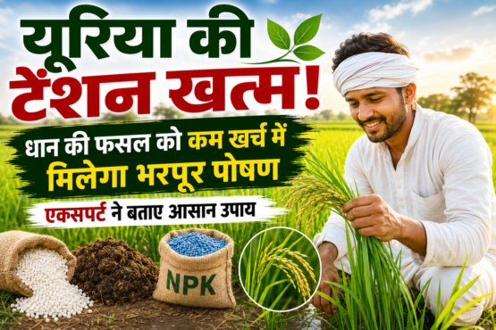 Best Urea Alternatives for Paddy Farming