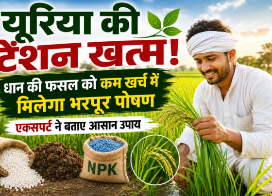 Best Urea Alternatives for Paddy Farming