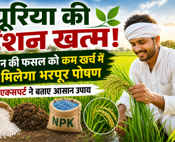 Best Urea Alternatives for Paddy Farming