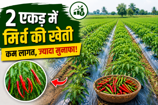 Vivek Goswami Chilli Farming Success Story Surguja Chhattisgarh