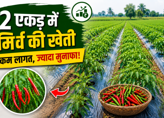 Vivek Goswami Chilli Farming Success Story Surguja Chhattisgarh