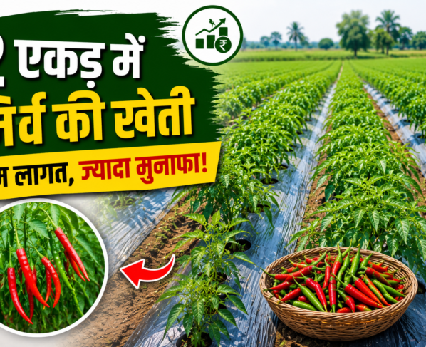 Vivek Goswami Chilli Farming Success Story Surguja Chhattisgarh