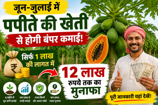 Papita Ki Kheti Kaise Kare
