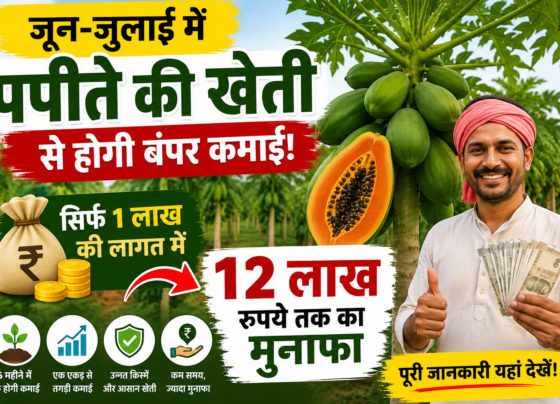 Papita Ki Kheti Kaise Kare