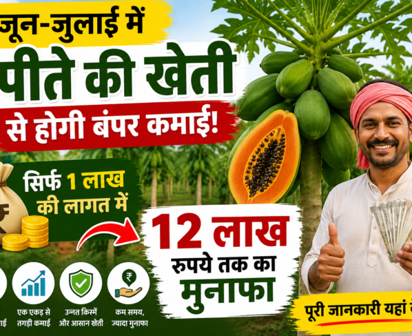 Papita Ki Kheti Kaise Kare