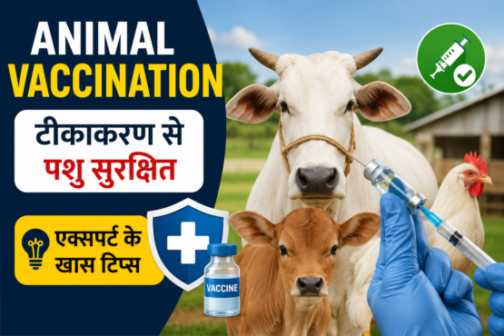 Animal Vaccination