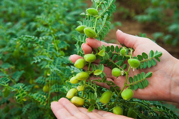 Chana Ki Kheti