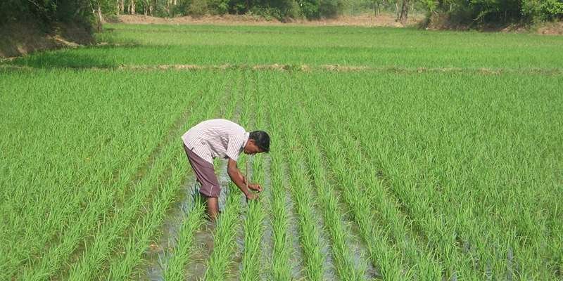 Paddy Farming Technology