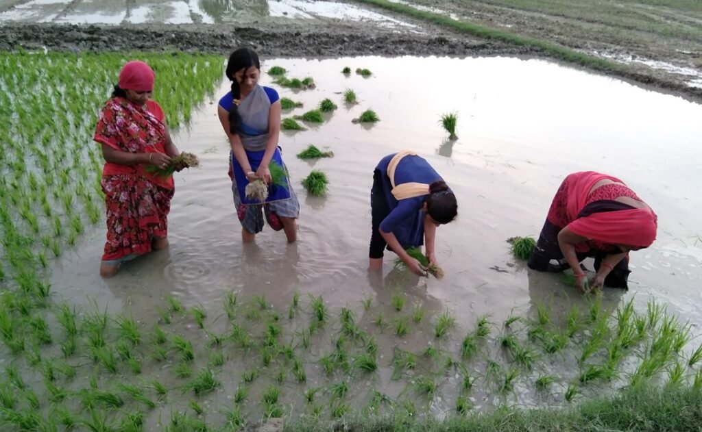 Paddy Farming Technology