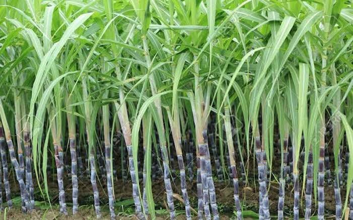 Sugarcane Farming