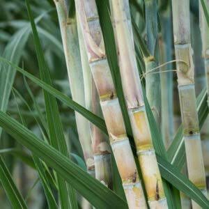 Sugarcane Farming