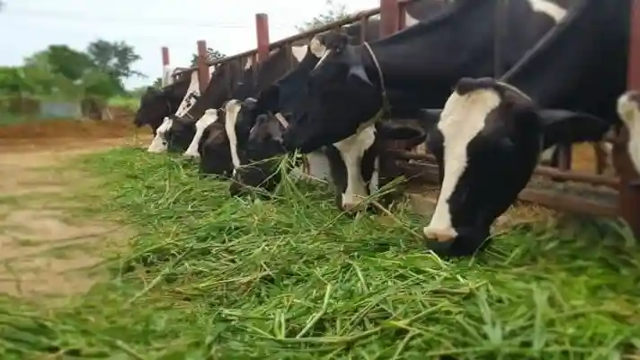 Rainy Season Livestock Care