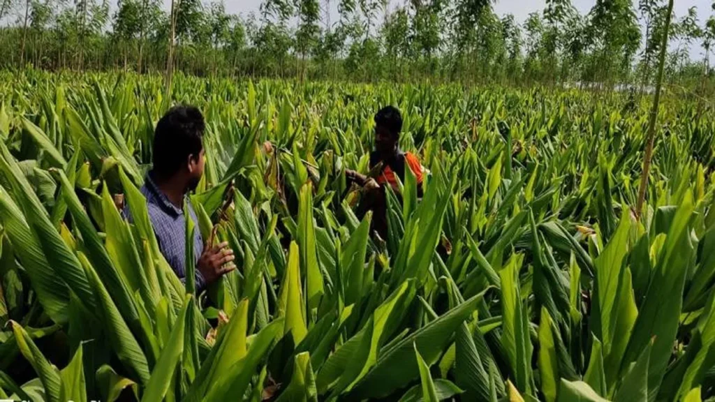ICAR Turmeric Variety