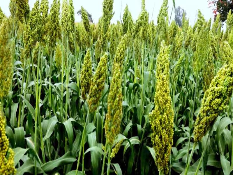 Sorghum Cultivation Process