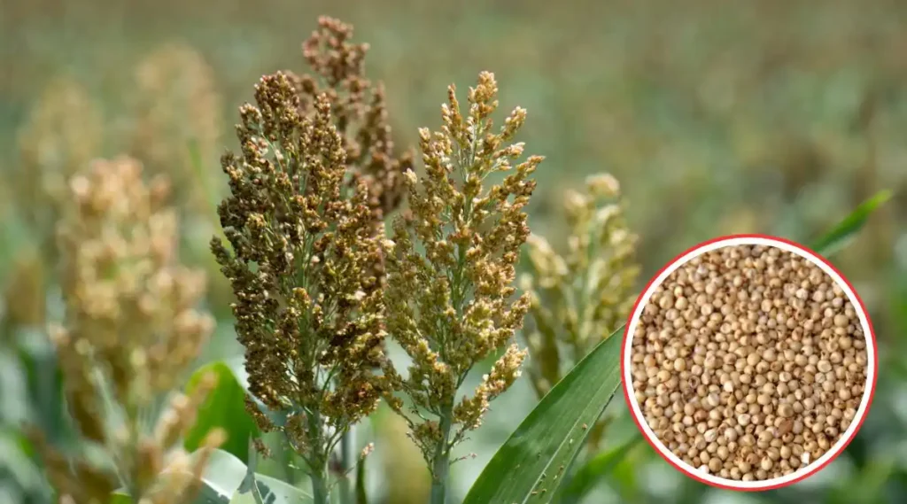 Sorghum Cultivation Process