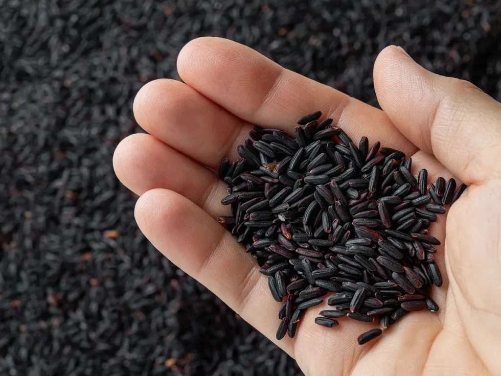 Organic Fertilizer for Kala Namak Rice