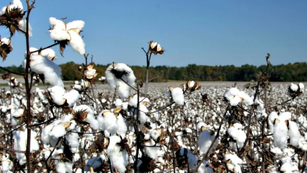 Cotton Farming Subsidy