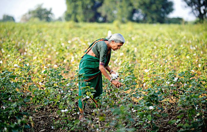 Cotton Farming Subsidy