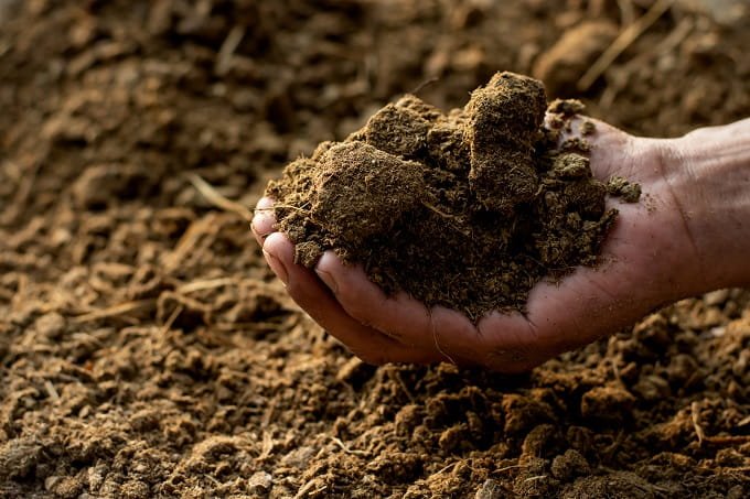 Best Urea Alternatives for Paddy Farming