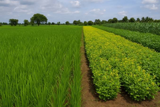 Kharif Sowing Update