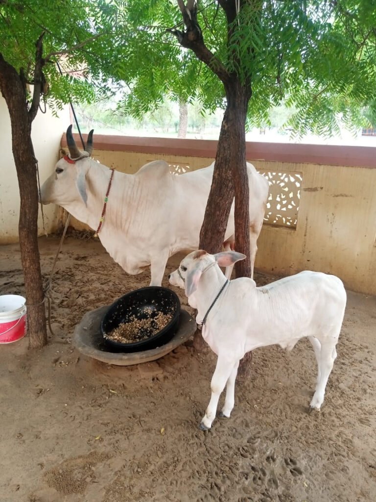 Mahua for Cattle
