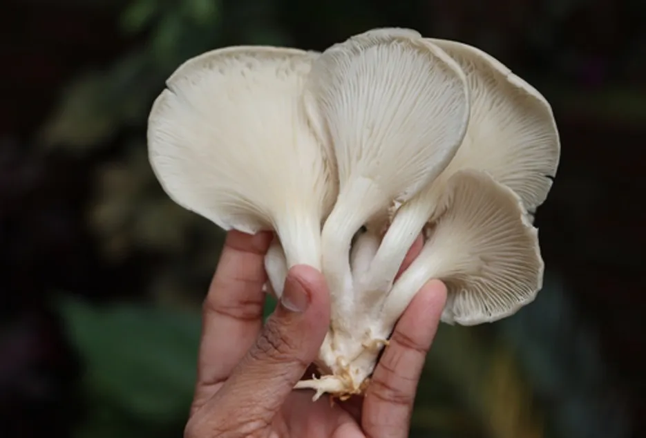 Mushroom Farming in India