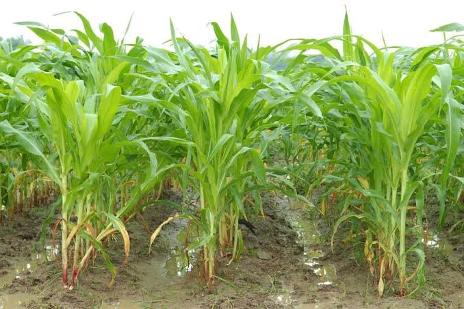 Kam  Barish Me Dhan Ki Kheti Kaise Kare 